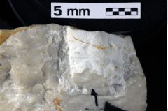 Foto (Detailansicht) von Abyssophthalmus schultzi (Schweitzer & Feldmann, 2009) (NHMW-GEO-1990-0041-0039a)